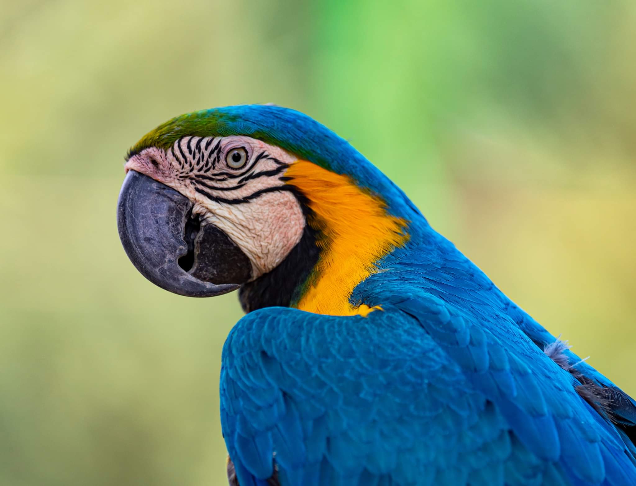Close-up of a blue and yellow macaw