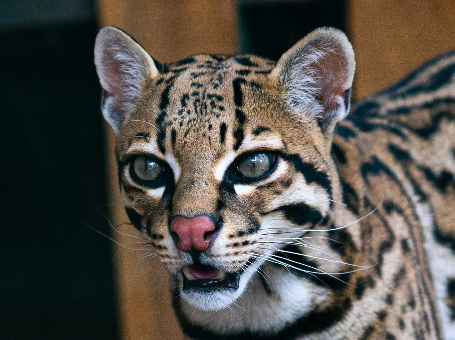 Ocelote para apadrinar