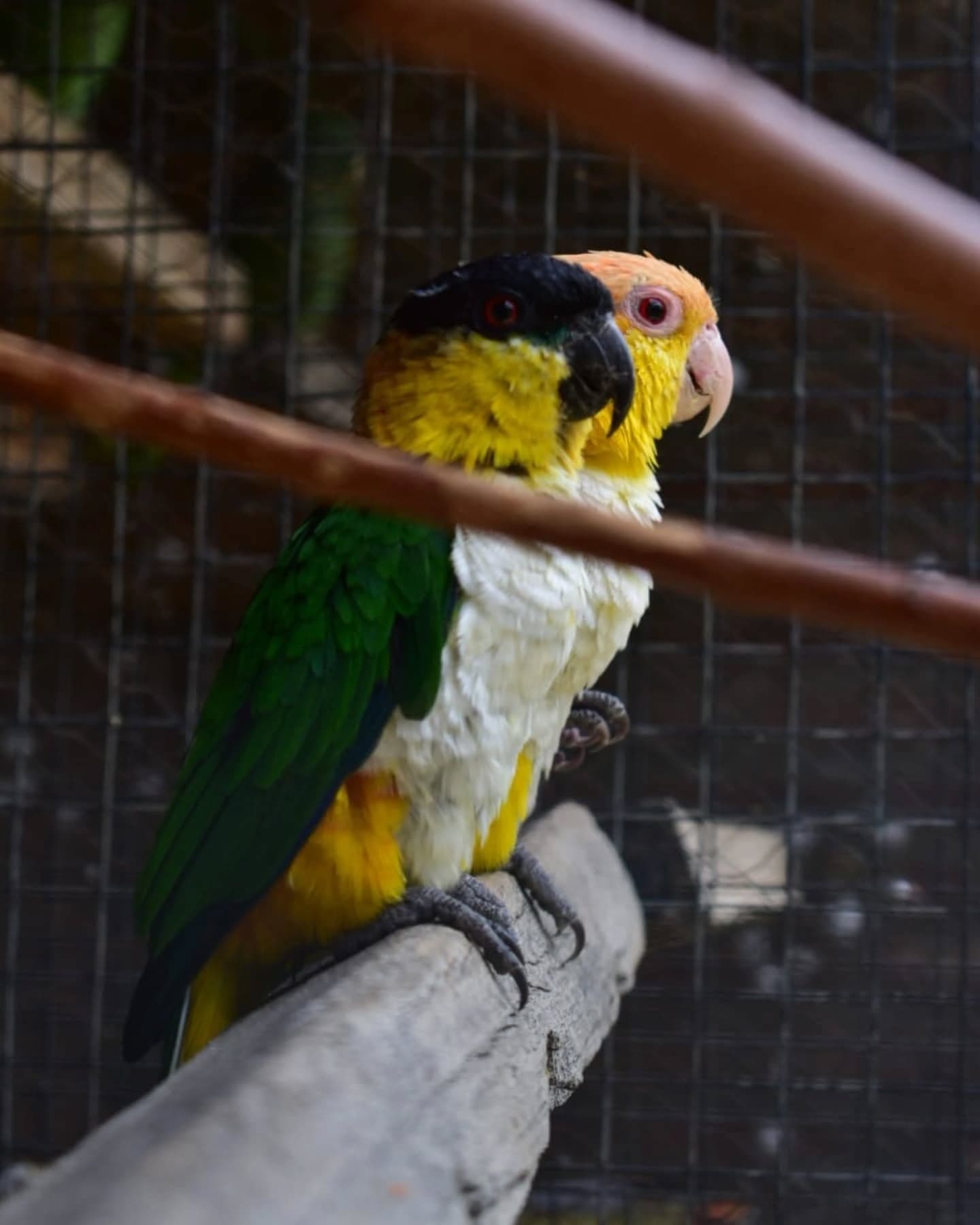 Cría de mono capuchino sobre una jaula, víctima del tráfico ilegal