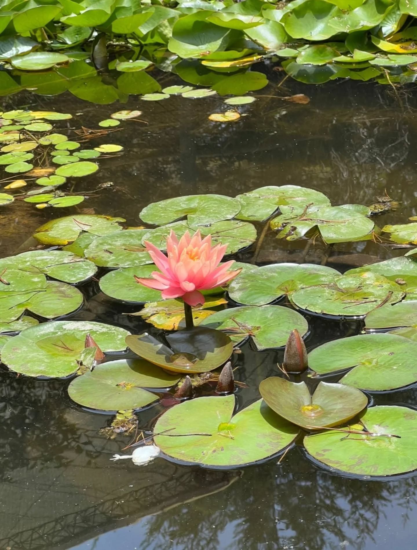 Succulent collection